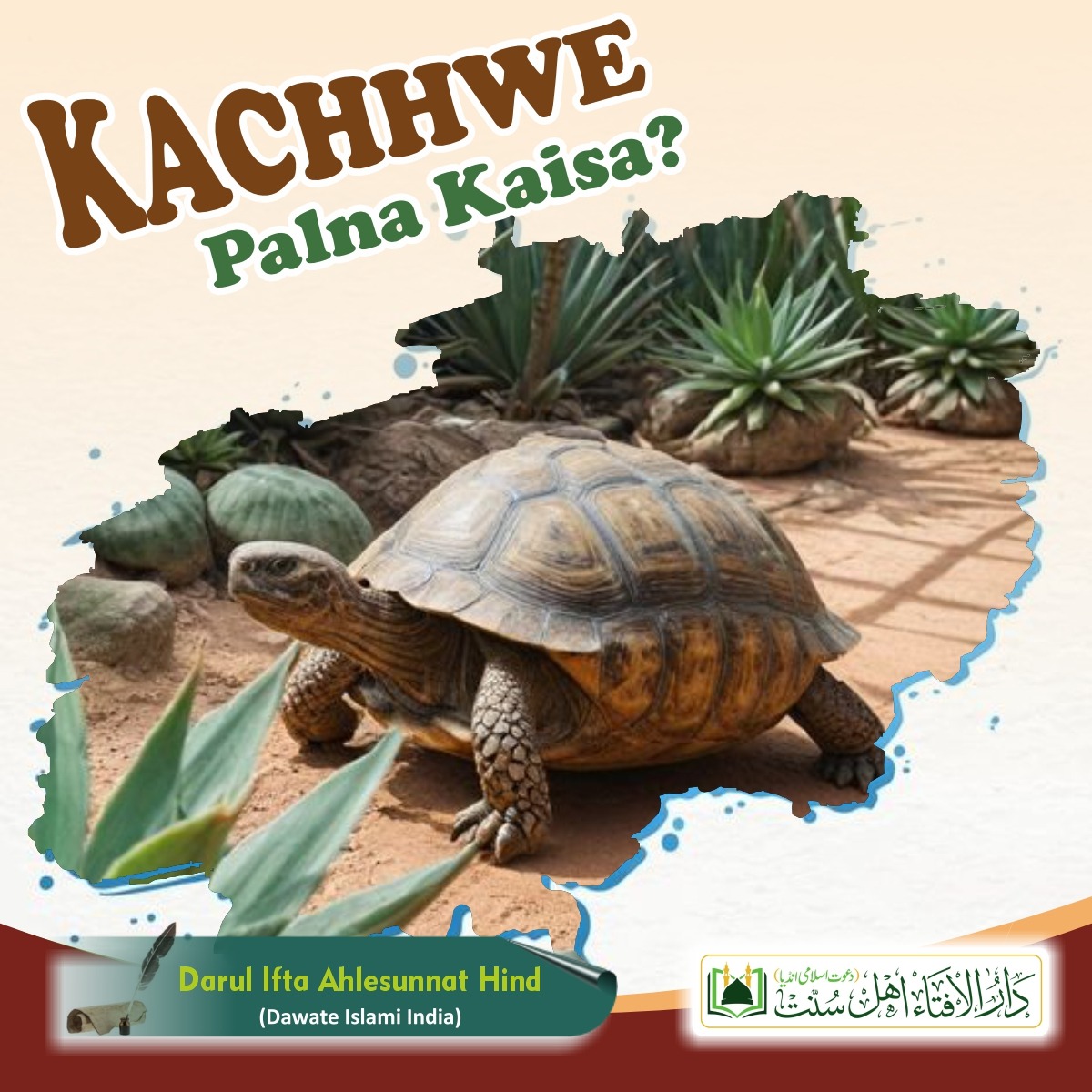 Kachhwe palna kaisa?