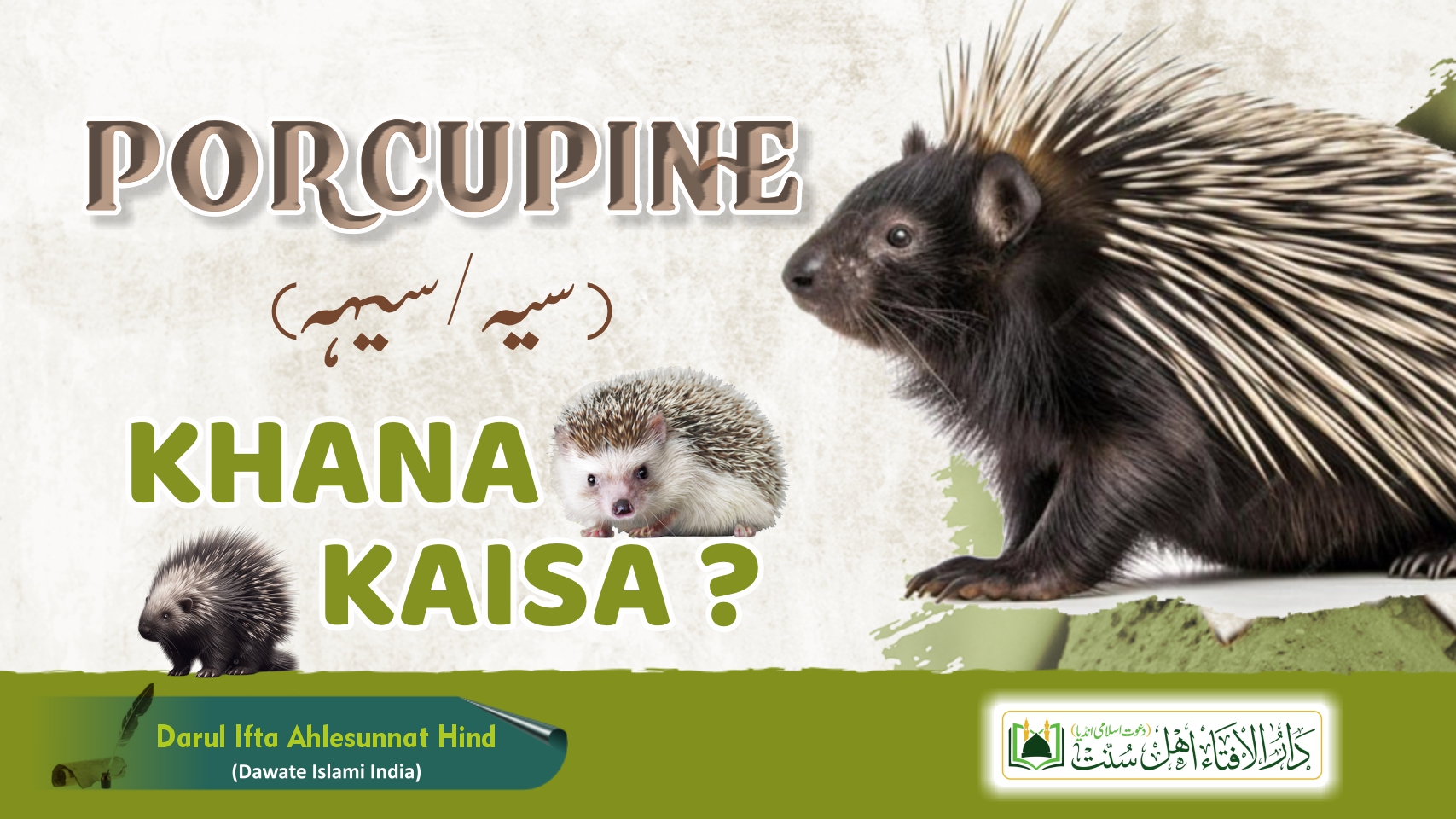 PORCUPINE Khana Kaisa ?